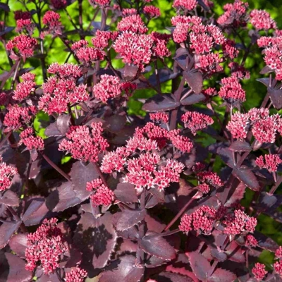 Sedum spectabile ´Brillant´ K9