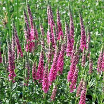 Veronica spicata 'Ulster Blue' P14