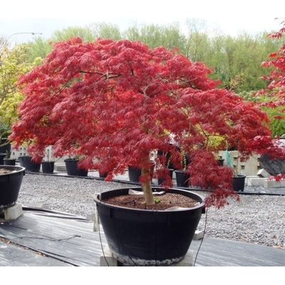 Javor dlaňolistý  - Acer palmatum 'Inaba Shidare' Co110L KM120