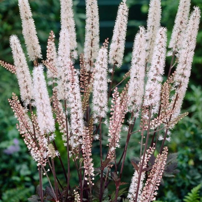 Actaea simplex ´Pink Spike´ P14