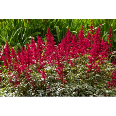 Astilba - Astilbe Arendsii ´Fanal´ Co1L