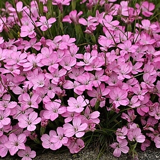Dianthus 'Scully' P12