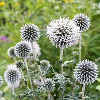 Ježibaba - Echinops bannaticus ´Star Frost´