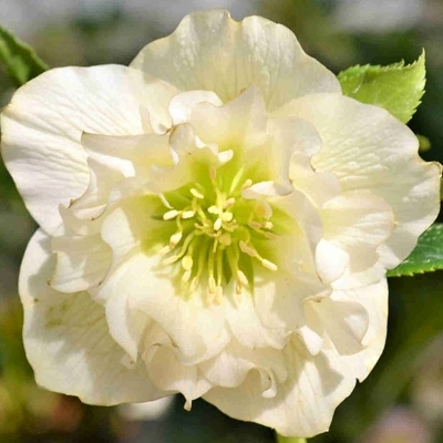 Helleborus orientalis  Co1L