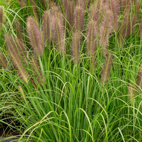Perovec psiarkovitý  - Pennisetum alopecuroides P15