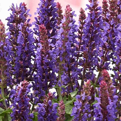Salvia nemorosa P15