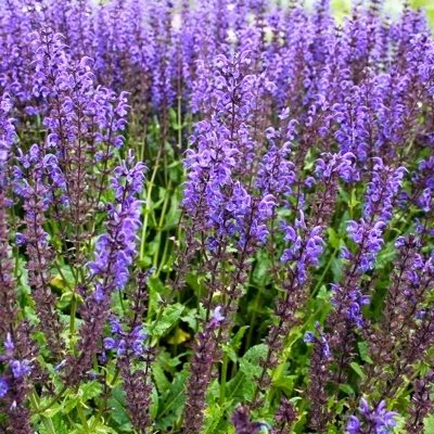 Salvia nemorosa Ostfriesland Co0,5L