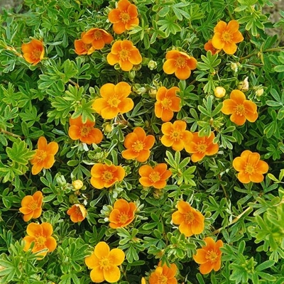 Nátržník - Potentilla fruticosa 'Bella Sol' Co2,5L  20/30