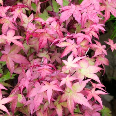 Javor dlaňolistý  - Acer palmatum 'Inaba Shidare' Co110L KM120