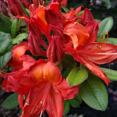 Azalka veľkokvetá - Azalea Knaphill ´Satan´