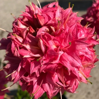 Azalka veľkokvetá - Azalea Knaphill ´Satan´