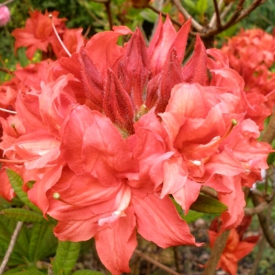 Azalka veľkokvetá - Azalea Knaphill ´Satan´
