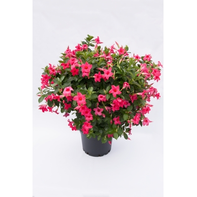 Mandevilla hybrida - ružová P17