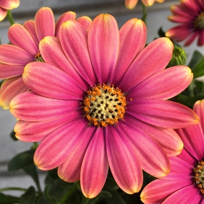 Osteospermum ´Bordová´ Co0,5L