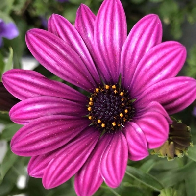 Osteospermum ´Bordová´ Co0,5L