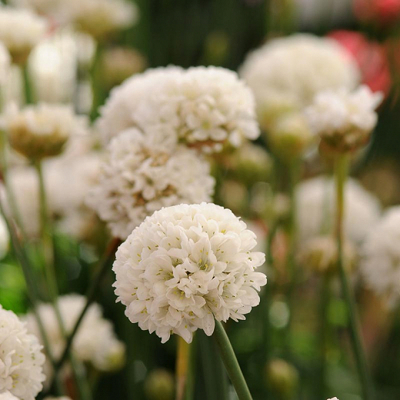 ARMERIA pseudarmeria 'Ballerina White'