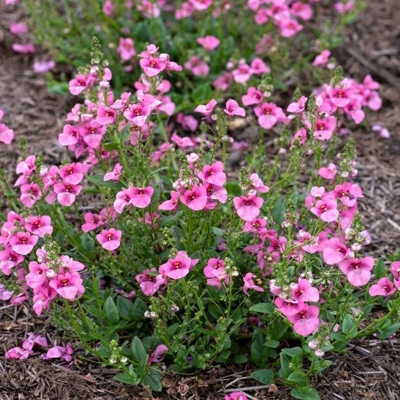 Diascia ´Antique Rose´