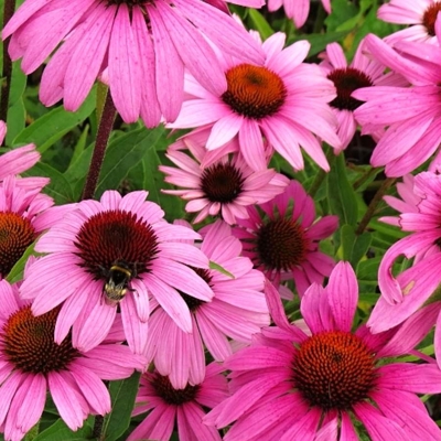 Echinacea purpurea ´Magnus´ P14
