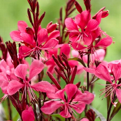 Gaura lindheimeri ´Rose´ P13