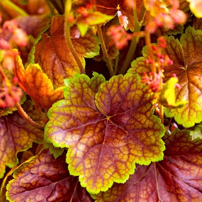 Heuchera micrantha ’Palace Purple’ Co13