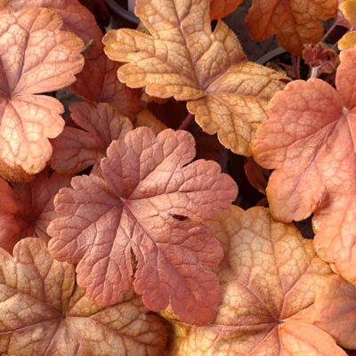 Heuchera micrantha ’Palace Purple’ Co13