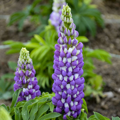Lupínia mnoholistá - Lupinus polyphyllus ´Legendary Blue´ Co1,5L