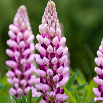 Lupínia mnoholistá - Lupinus polyphyllus ´Legendary rose/red´-   Co11