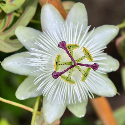 Mučenka - Passiflora caerulea ´Boog´ Co2L