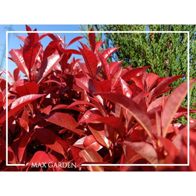 Červienka  - Photinia fraseri ´Carre Rouge´ Co2L 60/70