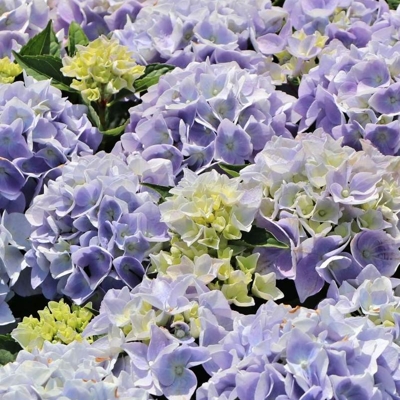 Hortenzia kalinolistá - Hydrangea macrophylla ´River Pink´ Co5L  25/30
