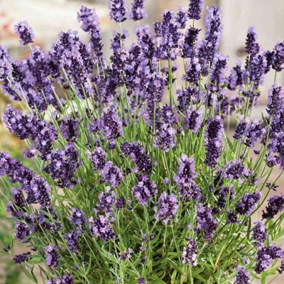 Levanduľa úzkolistá  -  Lavandula angustifolia 'Esence Purple'  P23 35/40