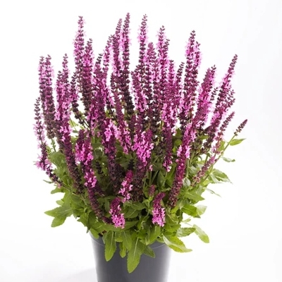 Salvia nemorosa ´Sensation Deep blue´