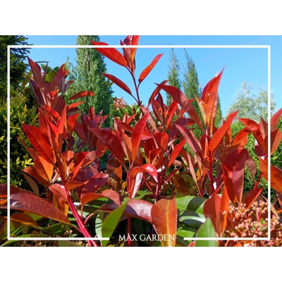Červienka, Fotínia - Photinia fraseri ´Red Robin´  Co9L 100/125