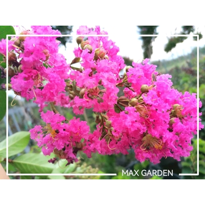 Myrta krepová ružová- Lagerstroemia indica ´Rosea´ Co3L 20/30