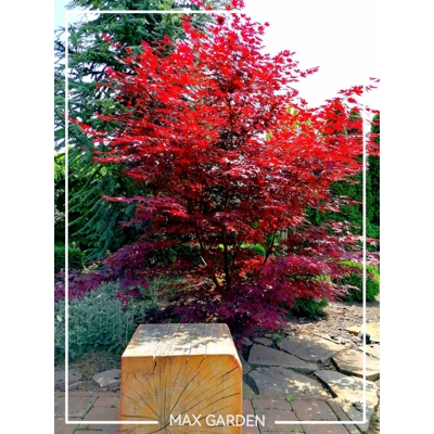 Javor dlaňolistý Bloodgood - Acer palmatum 'BLOODGOOD' Co18L  200/230