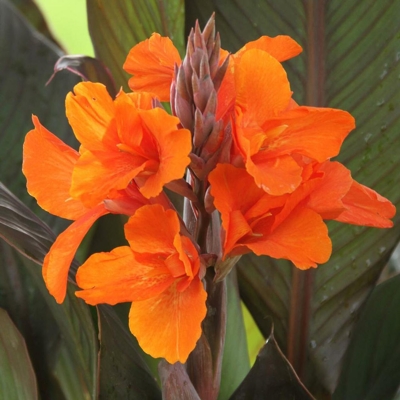 Canna indica - Kana indická - oranžová P17