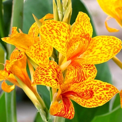 Canna indica - Kana indická - oranžová P17