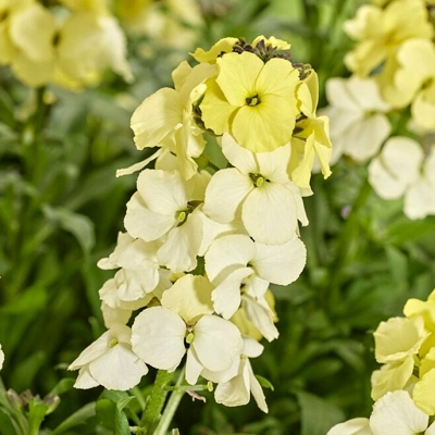 Erysimum linifolium ´Erysistible Magenta´ 