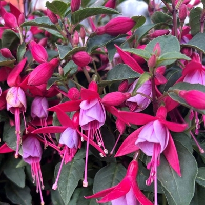 Fuchsia ´Tom Thumb´ Co2L