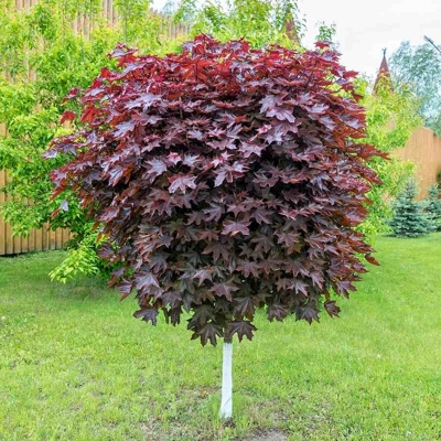 Javor mliečny - Acer platanoides ´Crimson King´ Co10L 4/6