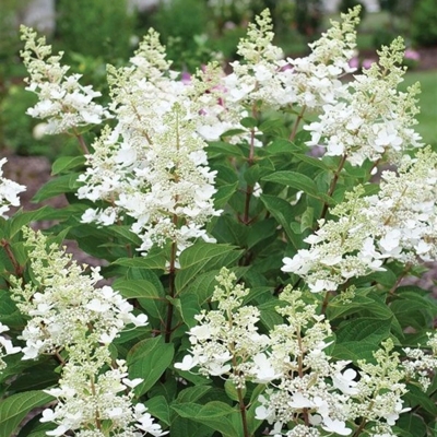Hortenzia metlinatá - Hydrangea paniculata 'Wim´s Red'  Co3L 30/40