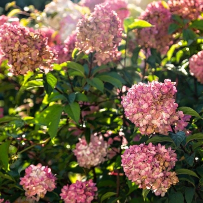 Hortenzia metlinatá - Hydrangea paniculata 'Wim´s Red'  Co3L 30/40
