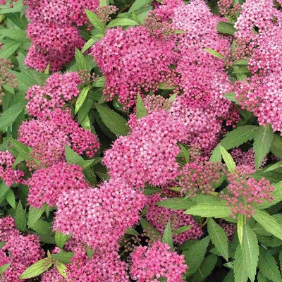 Tavoľník japonský - Spiraea bumalda 'Goldflame' Co2,5 20/30