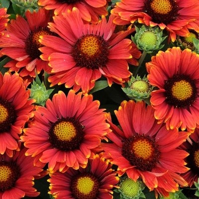 Delosperma Cooperi P12