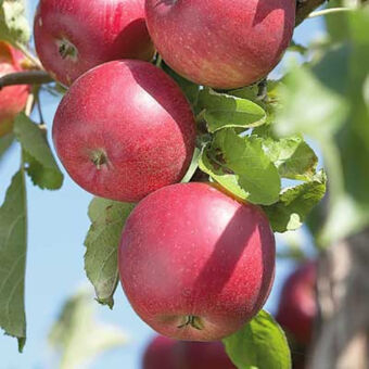 Jabloň - Malus domestica 'Šampion'  - jesenná