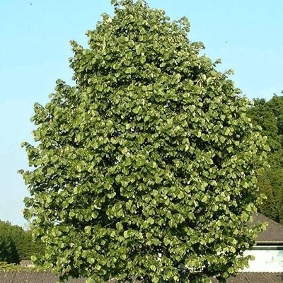 Lipa malolistá - Tilia Cordata ´Greenspire´ Co10L  4/6  200/250