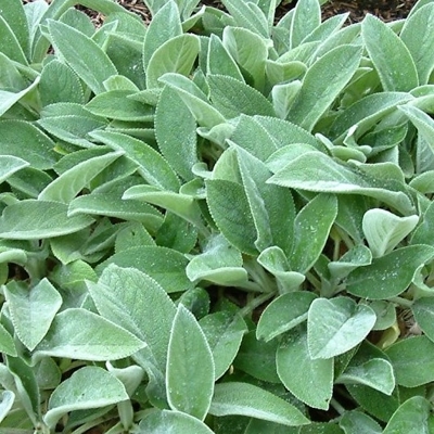 Stachys  byzantina - zajačie uško