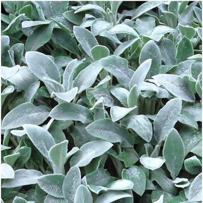 Stachys  byzantina - zajačie uško
