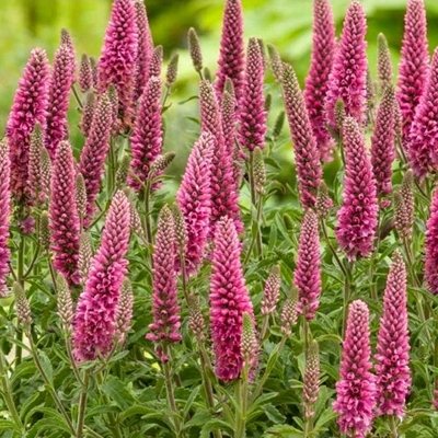 Veronica spicata 'Ulster Blue' P14
