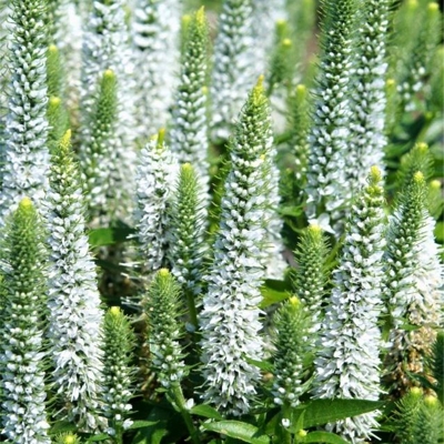 Veronica spicata 'Ulster Blue' P14